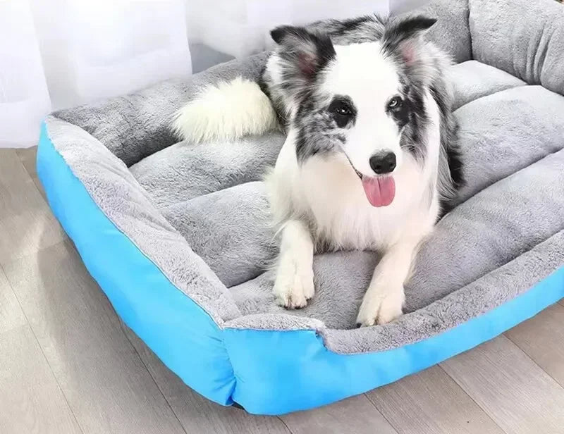 Elevate Your Pet's Comfort and Happiness Today!